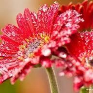 قرطبی