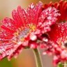 قرطبی